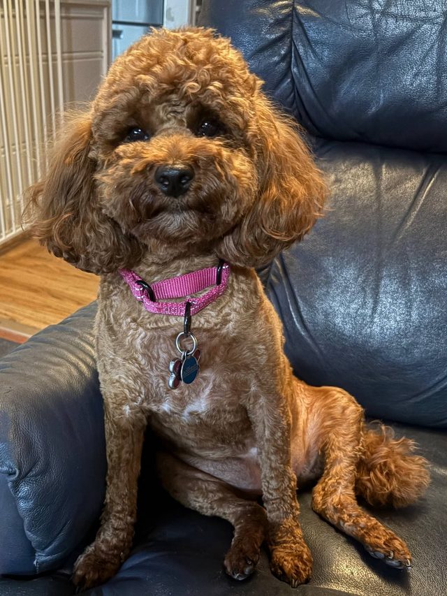 Groomed curly red dog on a sofa