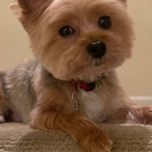 Groomed Yorkshire terrier