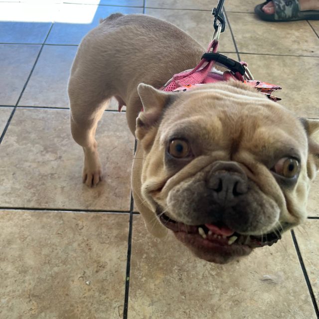 A cheerful French bulldog