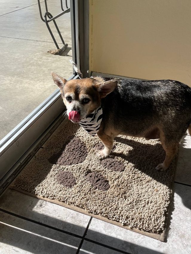 A small dog wearing a striped bandana